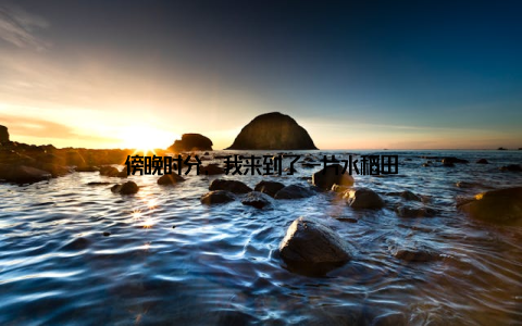 傍晚时分, 我来到了一片水稻田