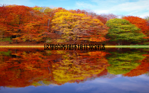 这里的养殖环境非常舒适